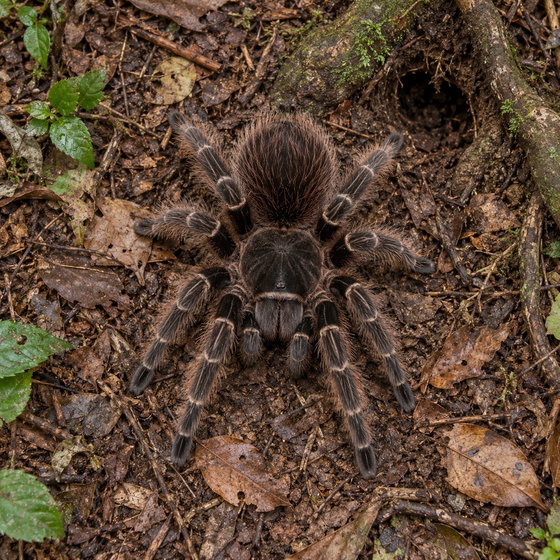Brazilian fire red tarantula