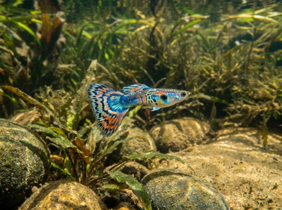 fancy guppy