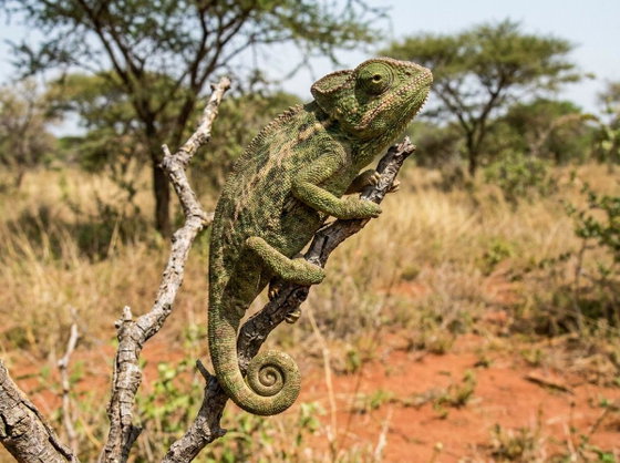 Senegal chameleon