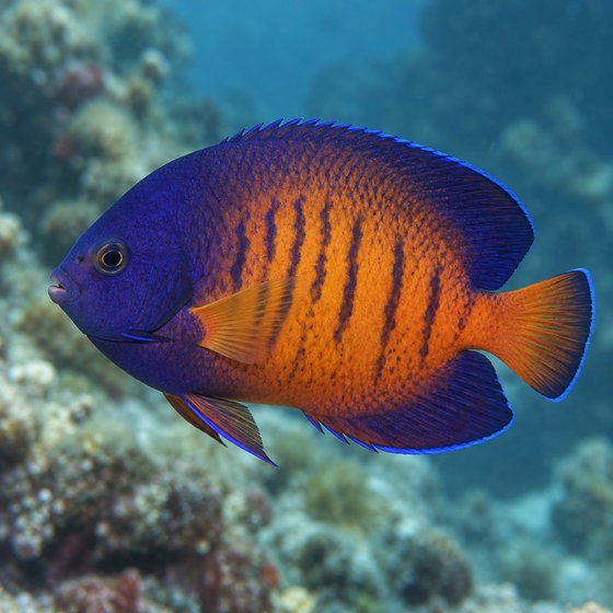 coral beauty angelfish