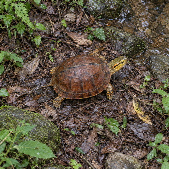 McCord's box turtle
