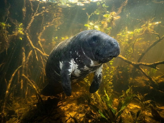 Amazonian manatee