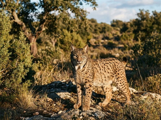 Iberian lynx