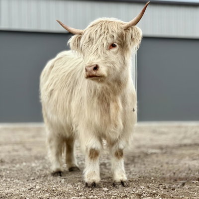 Breezy profile picture
