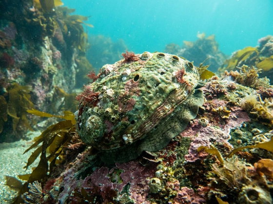 pacific abalone