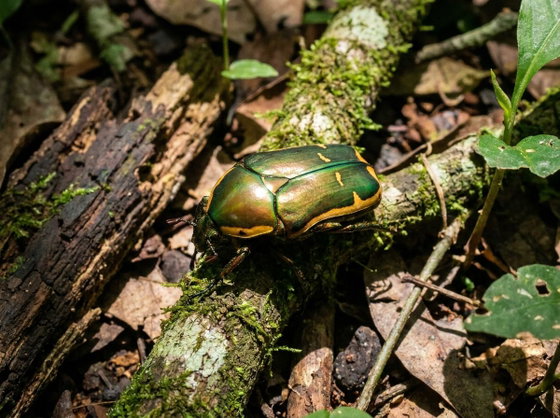 sun beetle