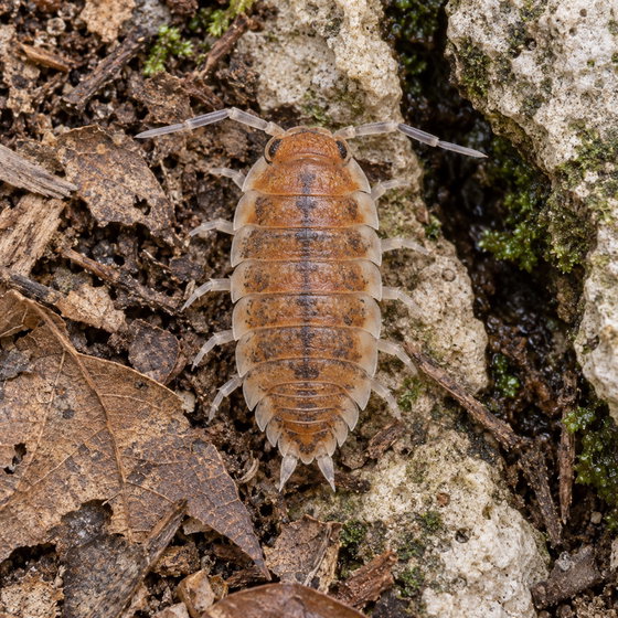 Porcellio magnificus