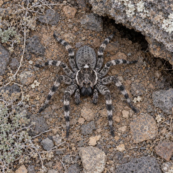 Desertas wolf spider
