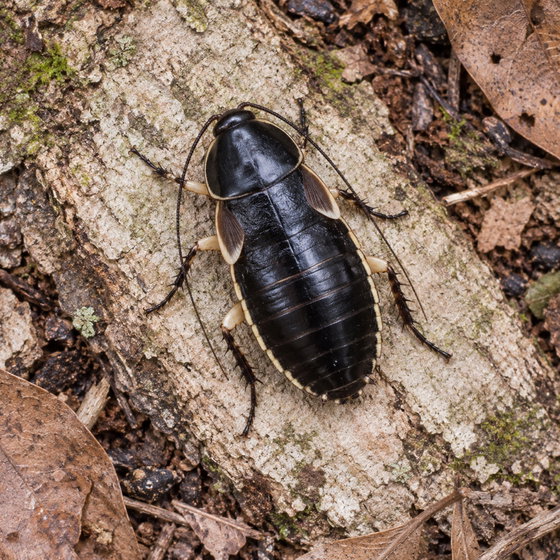 twin-tipped winglet roach