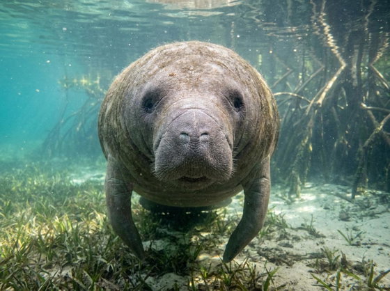 West Indian manatee