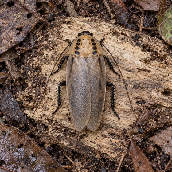 ivory-head roach