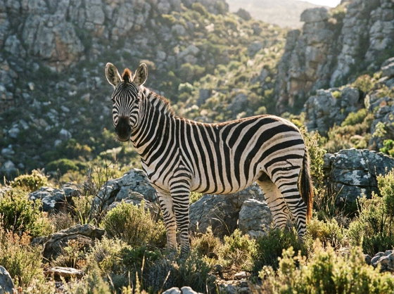 Cape mountain zebra