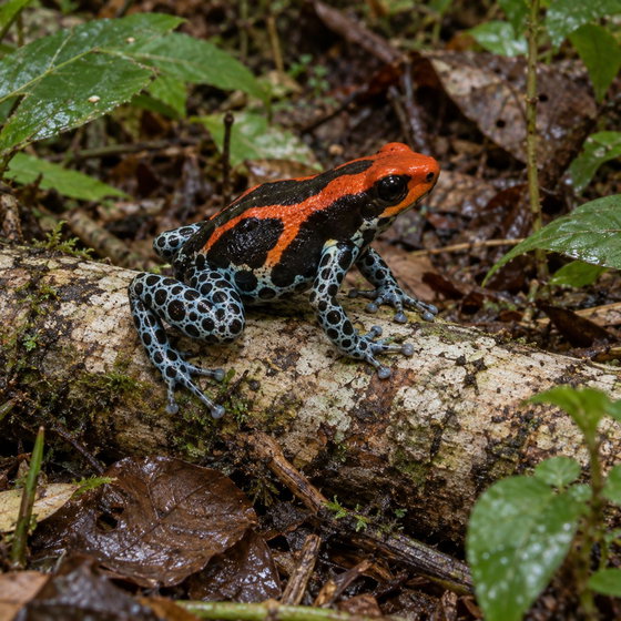 Amazonian poison frog