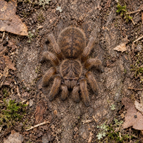 Brachionopus pretoriae
