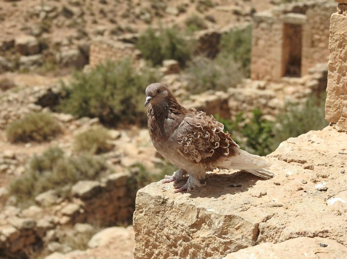 Syrian Curled Dewlap