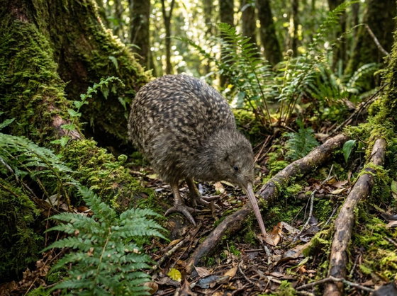great spotted kiwi