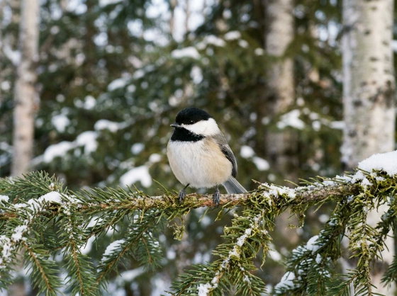 black-capped chickadee