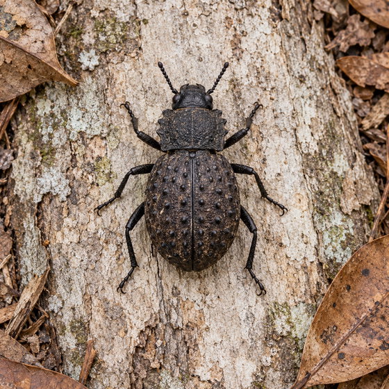 Frégate island giant tenebrionid beetle