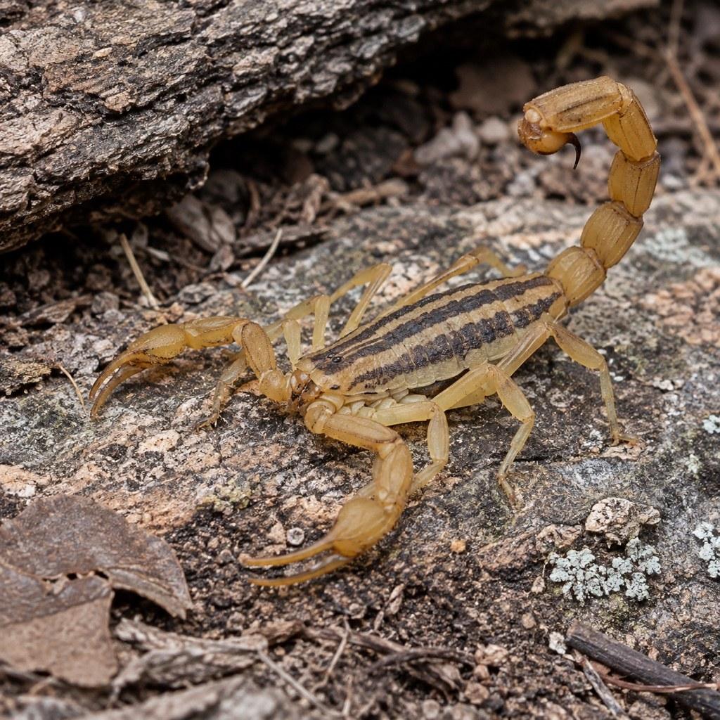 CRE1498 QA Striped Scorpion 24Sep