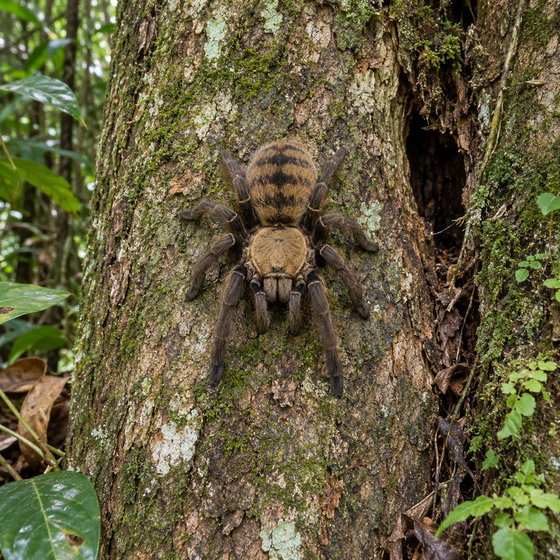 Malaysian earth tiger tarantula