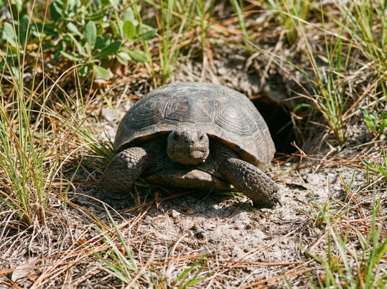 gopher tortoise