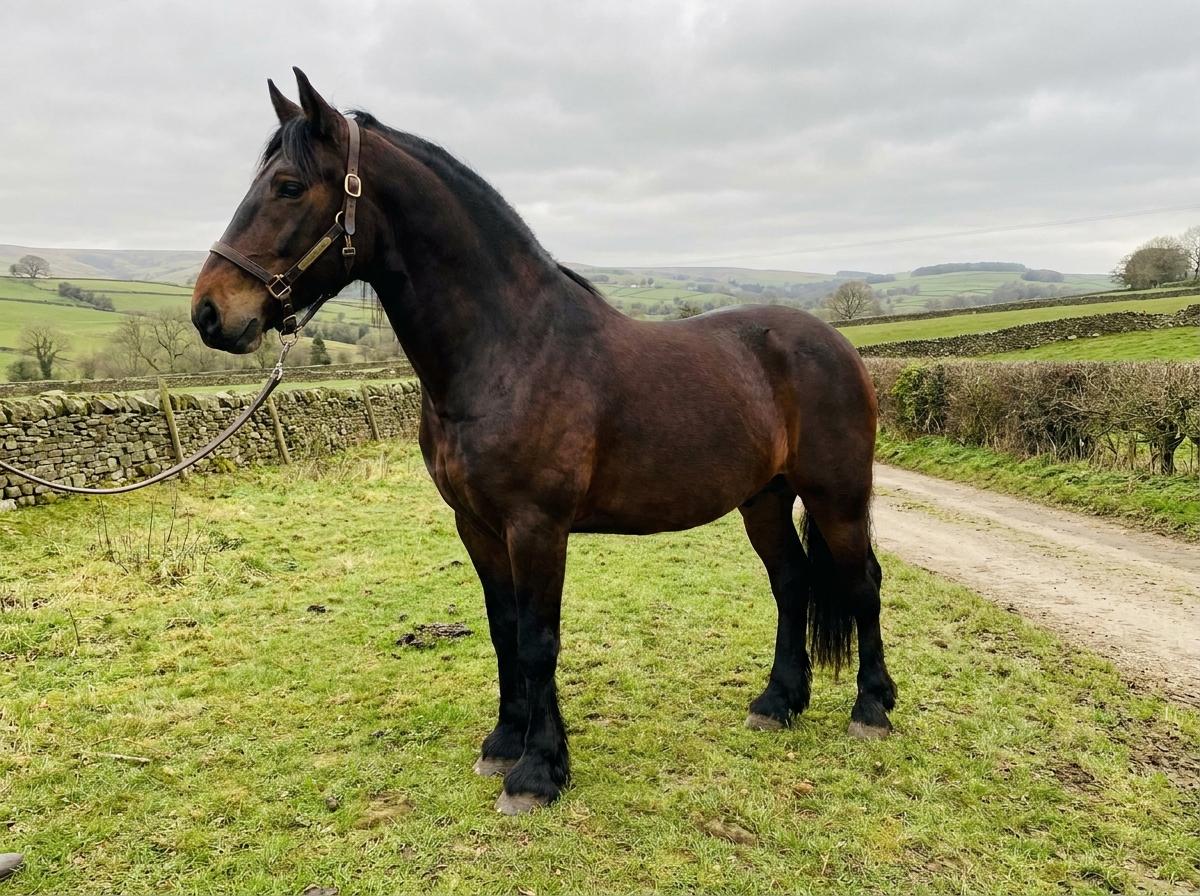 Yorkshire Coach Horse