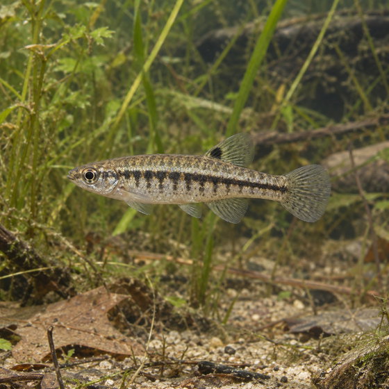 least killifish