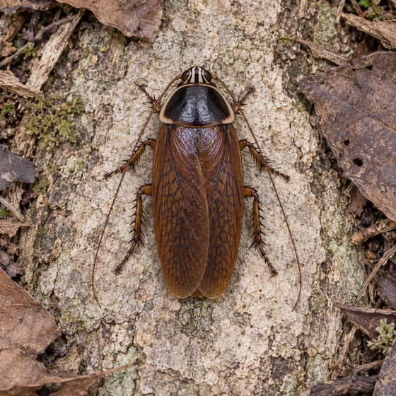 Mauritian zebra-faced roach