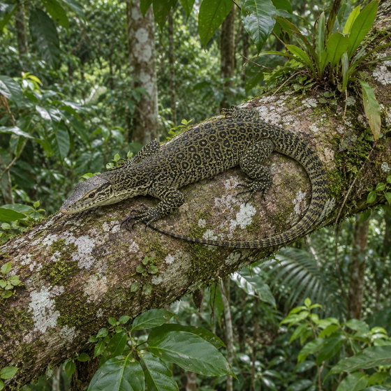 Biak tree monitor