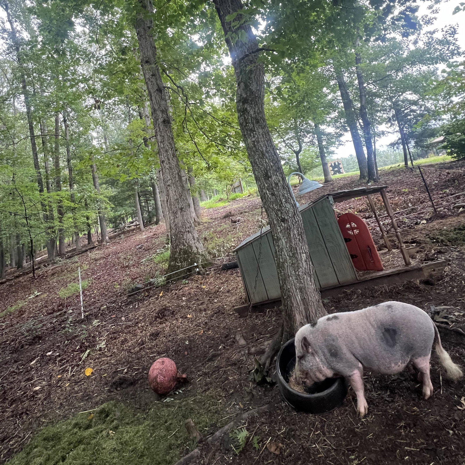 Piggy