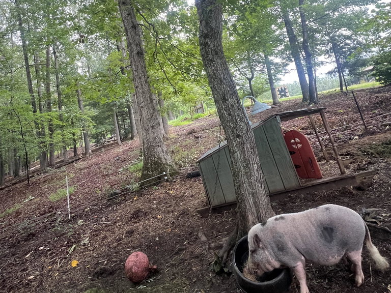 Piggy