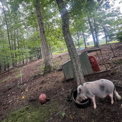 Piggy profile picture