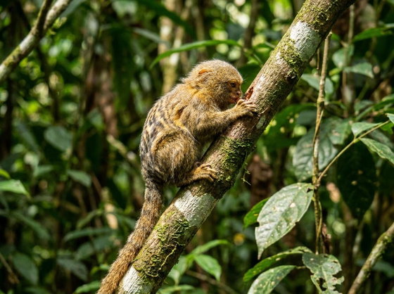 pygmy marmoset