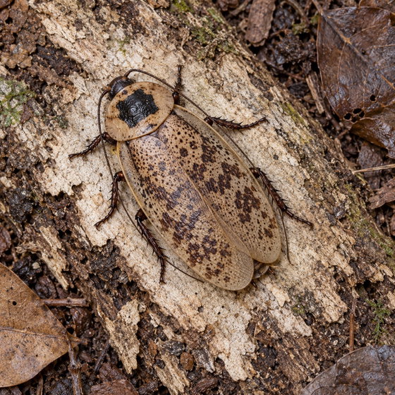 tessellated gargantuan cockroach
