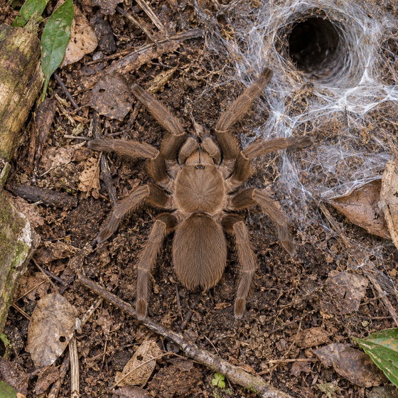 Asian fawn tarantula