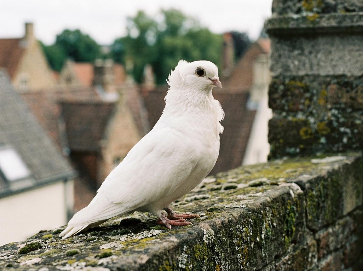 Luttich Owl Pigeon
