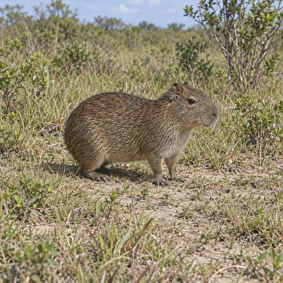 Brazilian guinea pig