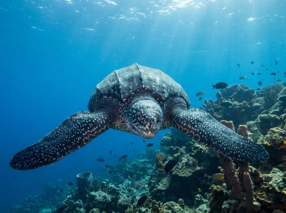 leatherback sea turtle