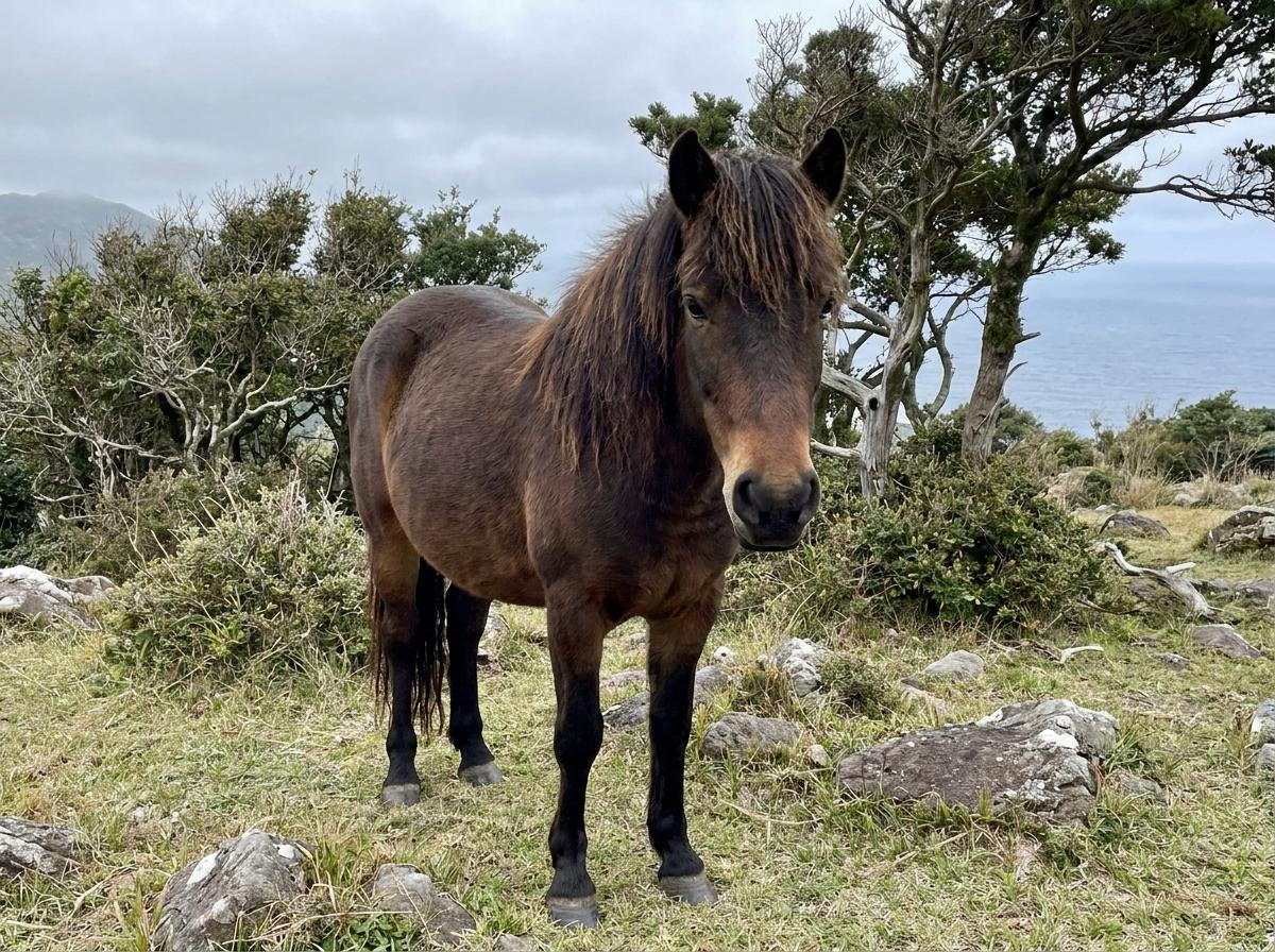 Tokara Horse