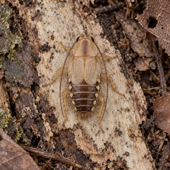 least yellow cockroach