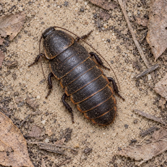 Saussure's giant sand roach