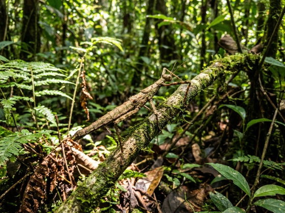 Indian stick insect