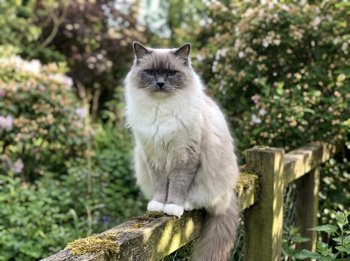 Ragdoll