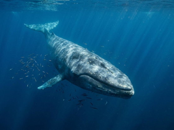 blue whale