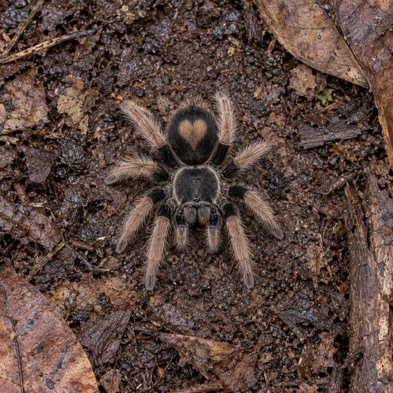 Peru dwarf red leg tarantula