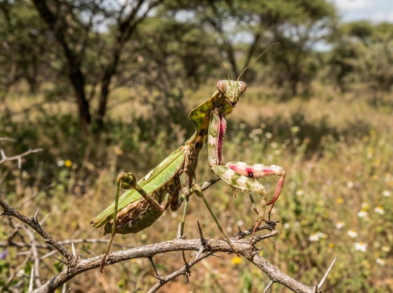 giant devil's flower mantis
