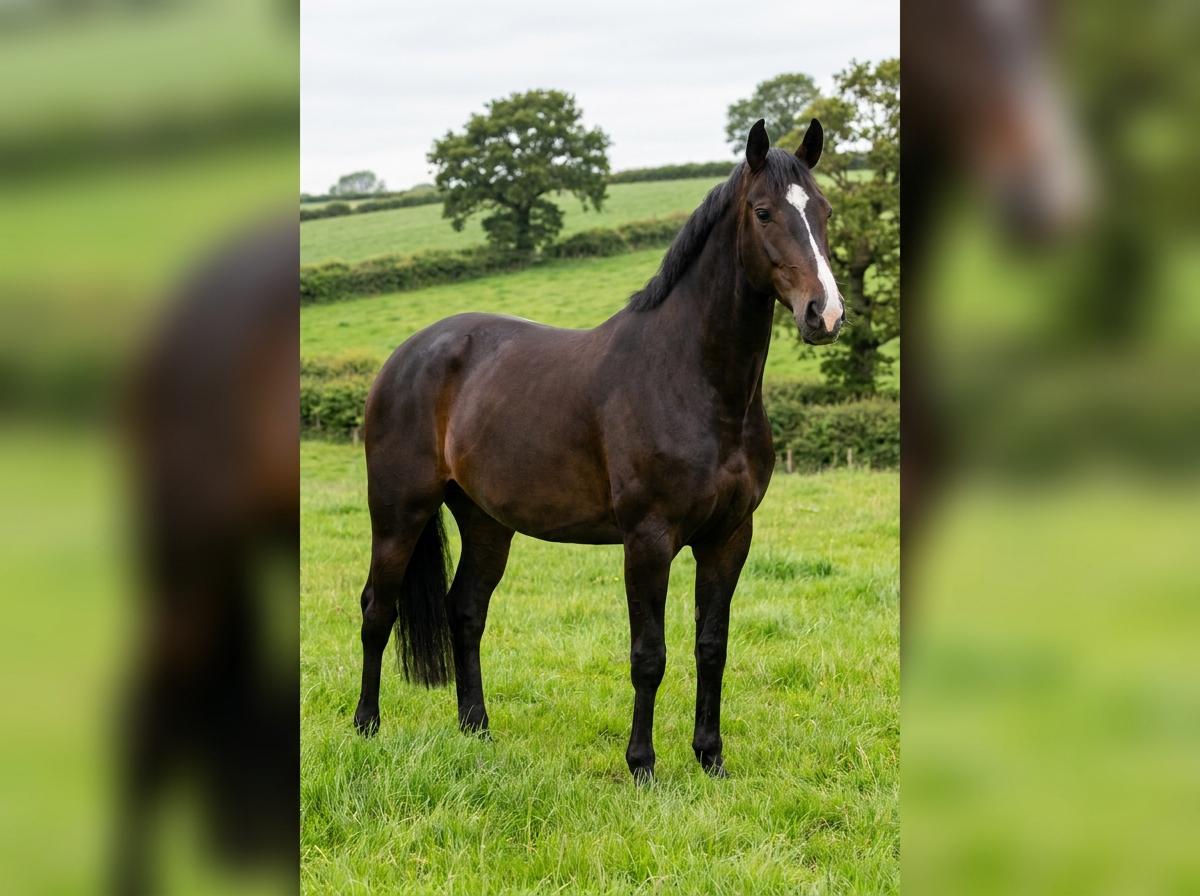 Luxembourg Warmblood