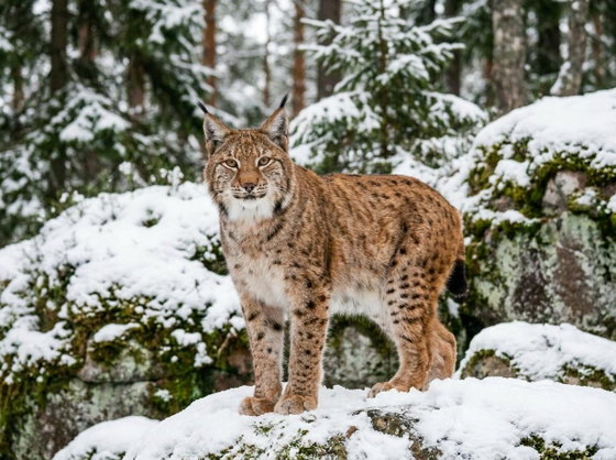 Eurasian lynx