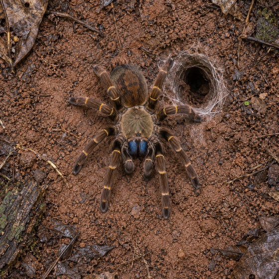 blue fang tarantula