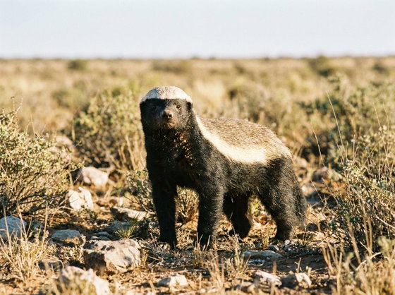 honey badger